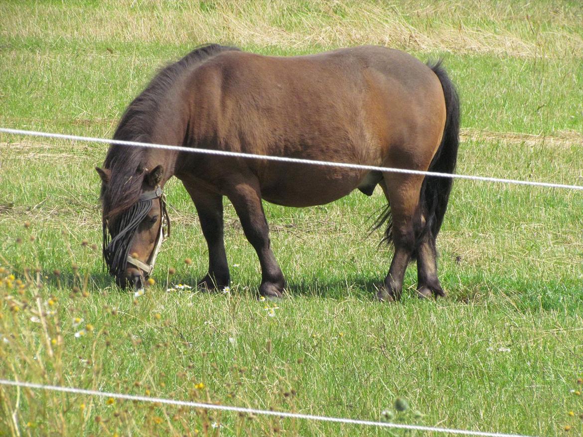 Shetlænder Lillemand billede 20