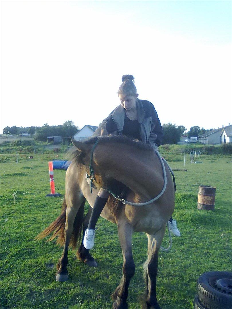Irish Cob Crossbreed Nova<3 - 3/8-11 <3 første gang jeg sidder på ryggen af Nova :D billede 4