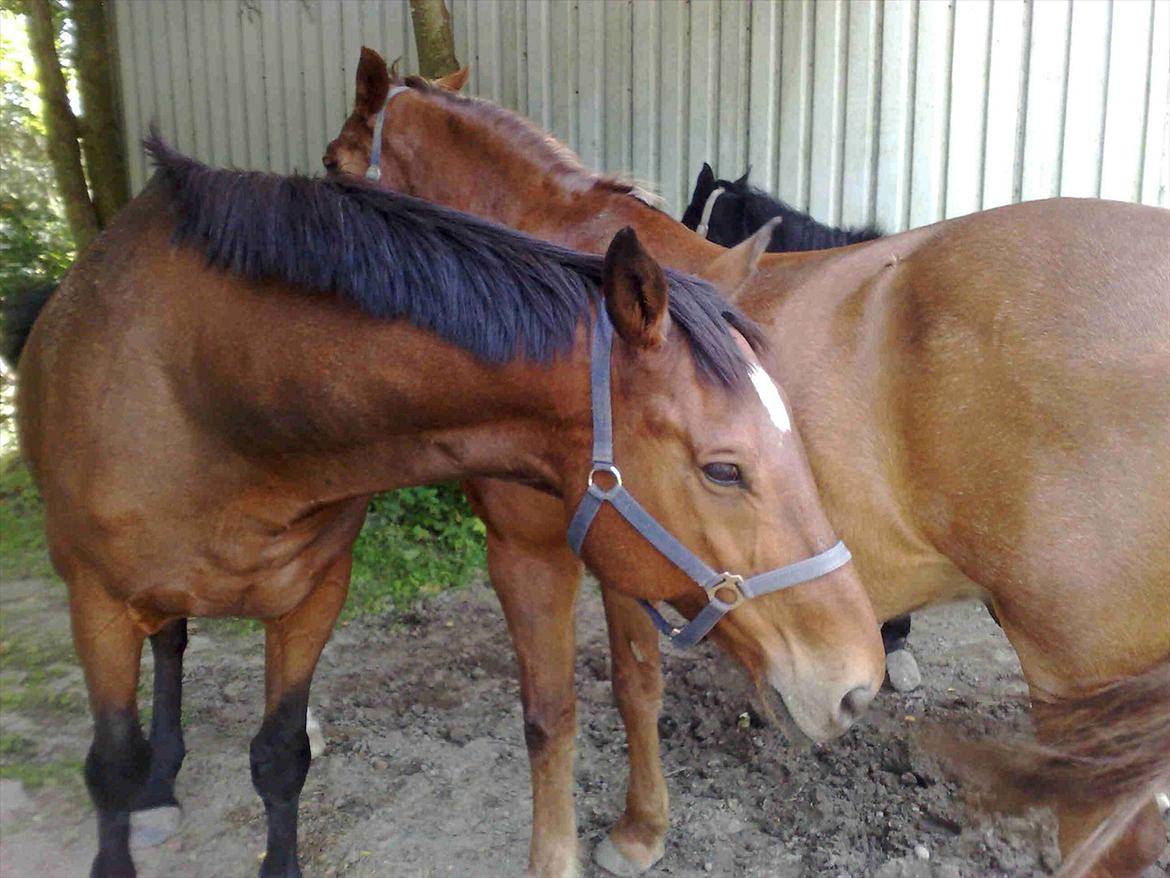 Fransk Varmblod Gamale- ( Busse mann ) - Elvis og Gamale står og slår hinanden i hovedet med halerne, for at få fluerne væk fra ansigtet ;D <3.
-  de er squ så søde sammen de to!:) billede 18