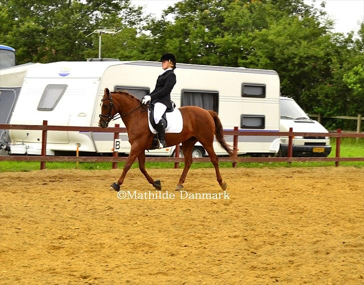 Anden særlig race Bitten.  - La1 øgning.
Ponyuge 2011
Foto. Mathilde Danmark. billede 18