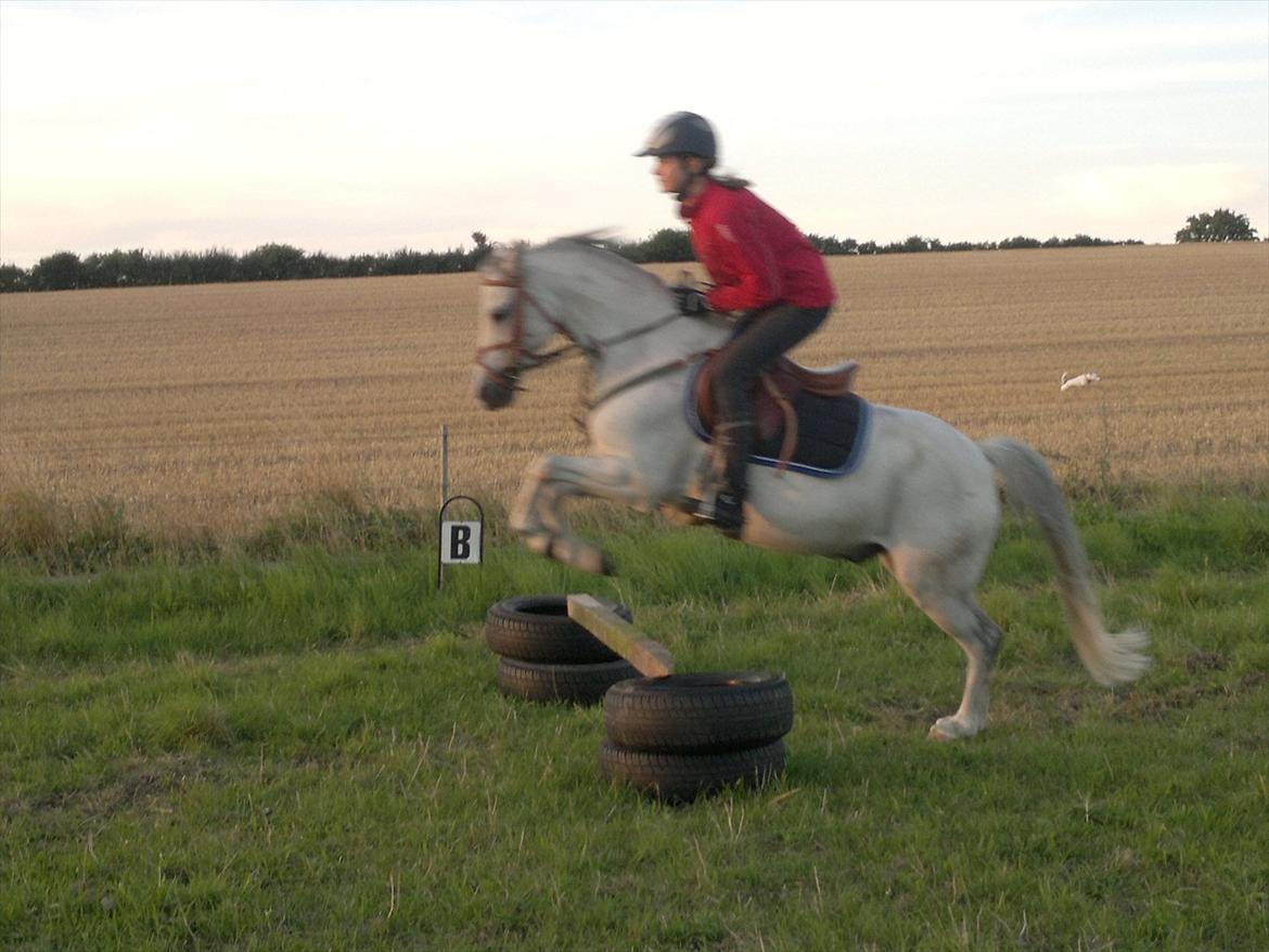 Welsh Pony (sec B) Korreborgs Rollo * SOLGT* - lidt hygge spring på folden billede 12