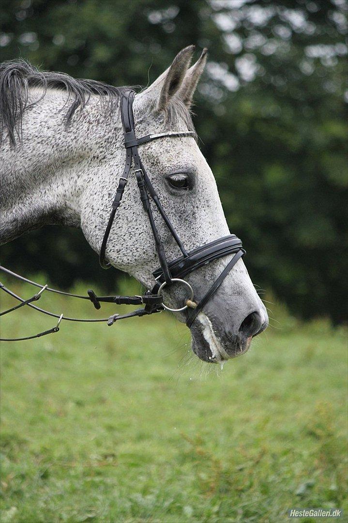 Anden særlig race Lotus - NYT juli 2011. RC FOTO billede 2