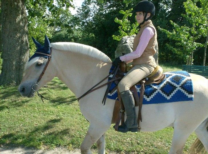 Fjordhest Filur solgt - dengang filur stod på orø :)

fotograf linda pedersen billede 8