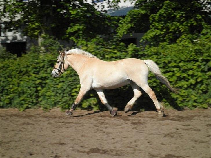 Fjordhest Filur solgt - fotodag

fotograf stine hansen billede 5
