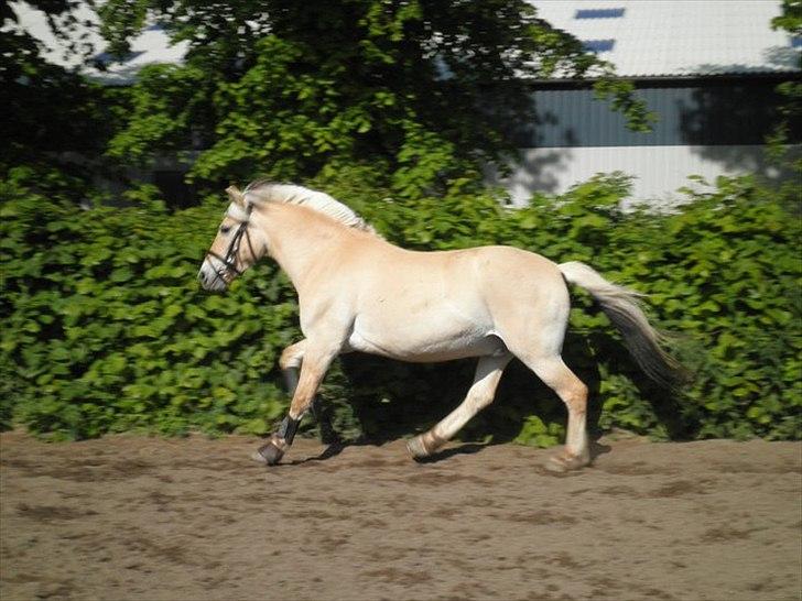 Fjordhest Filur solgt - fotodag

Fotograf Stine hansen billede 4