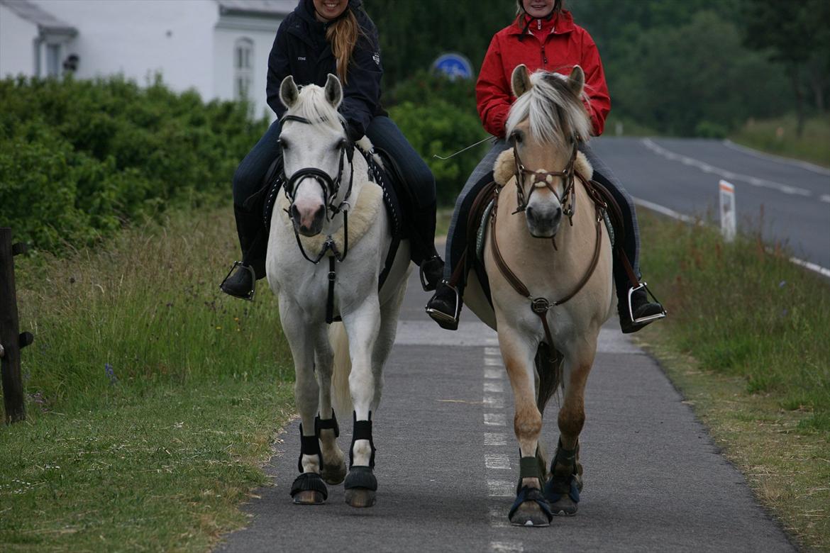 Fjordhest Filur solgt billede 9