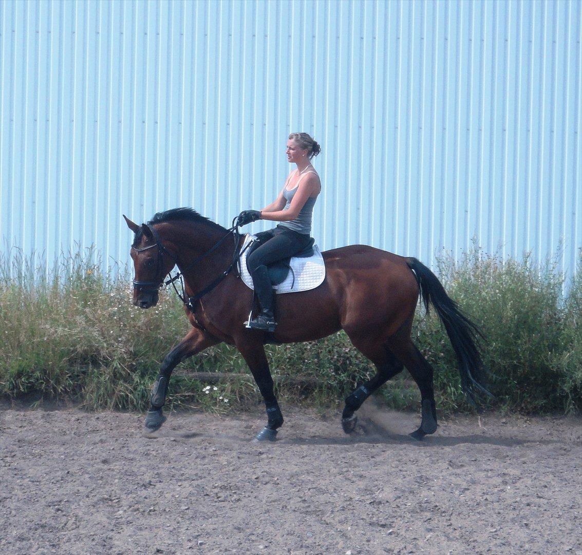 Dansk Varmblod Andrea - Dressurtræning D. 3 August 2011.  billede 12