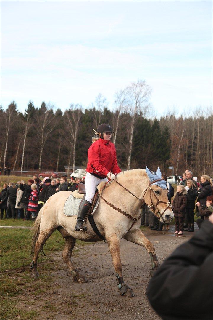 Fjordhest Filur solgt - Hubertusjagt billede 7