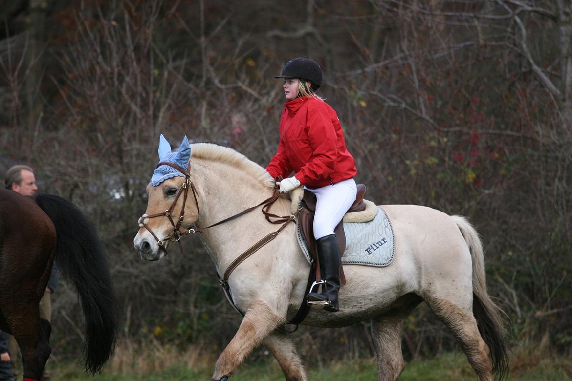 Fjordhest Filur solgt - Hubertusjagt 2010 billede 6