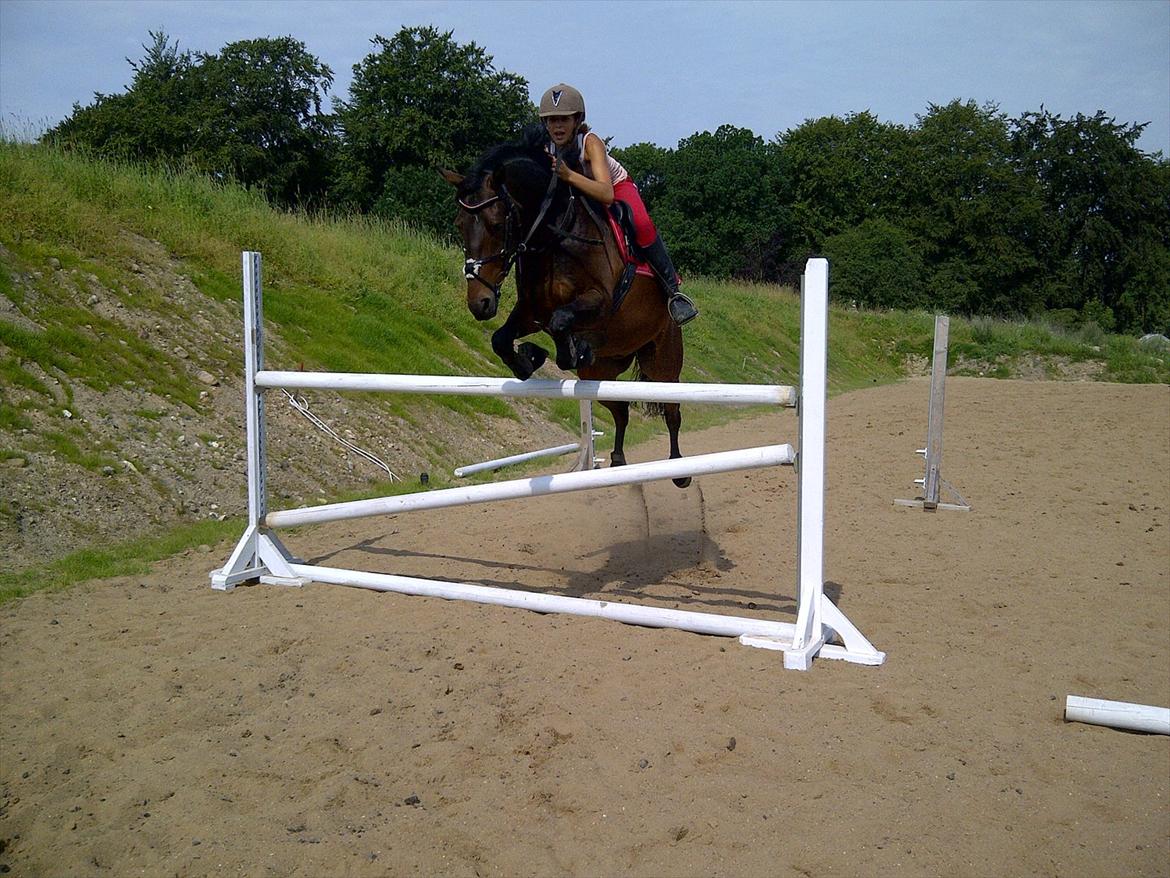 Welsh Cob (sec D) Albrechtshoeve Niels Cornelis - De springer 140 2 gang hun rider ham billede 8