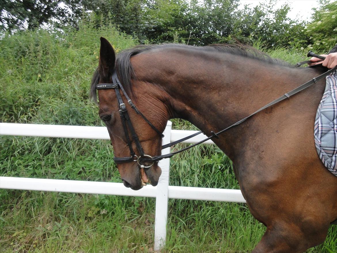 Anden særlig race Parcas - :-) billede 1