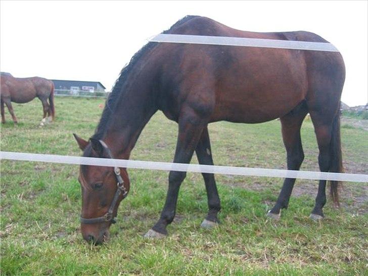 Anden særlig race Parcas billede 2