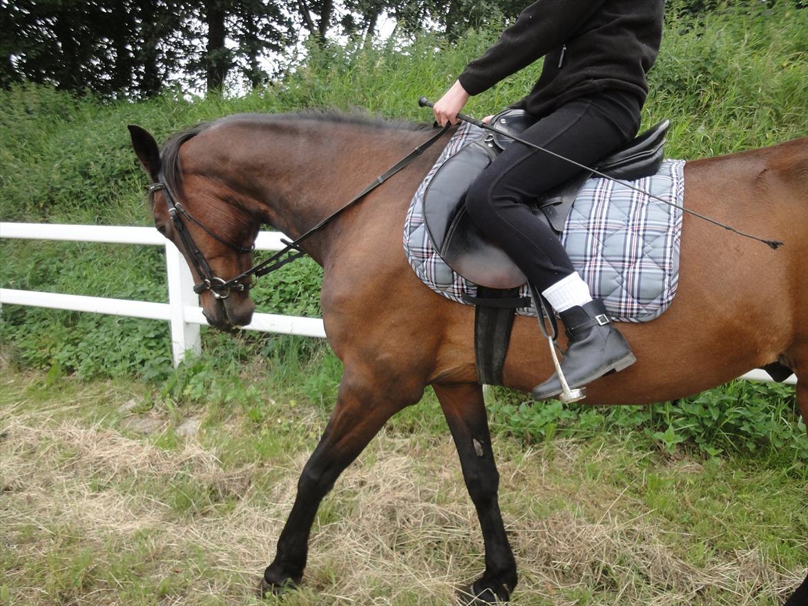 Anden særlig race Parcas billede 3