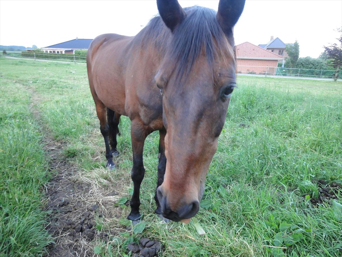 Anden særlig race Parcas billede 4