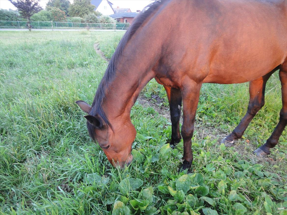Anden særlig race Parcas billede 5