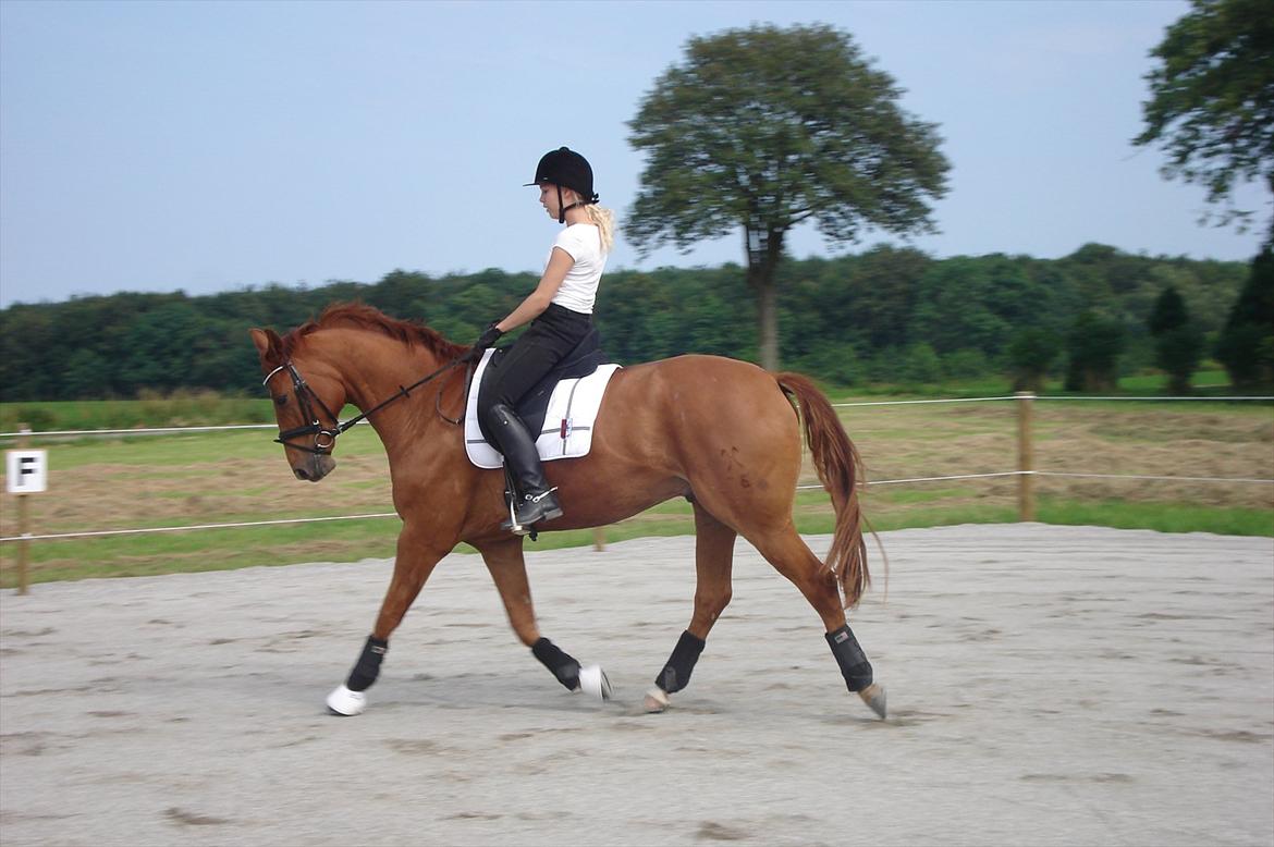 Hannoveraner | Werber Welt -  Dressurtræning d. 4/8-11... billede 6