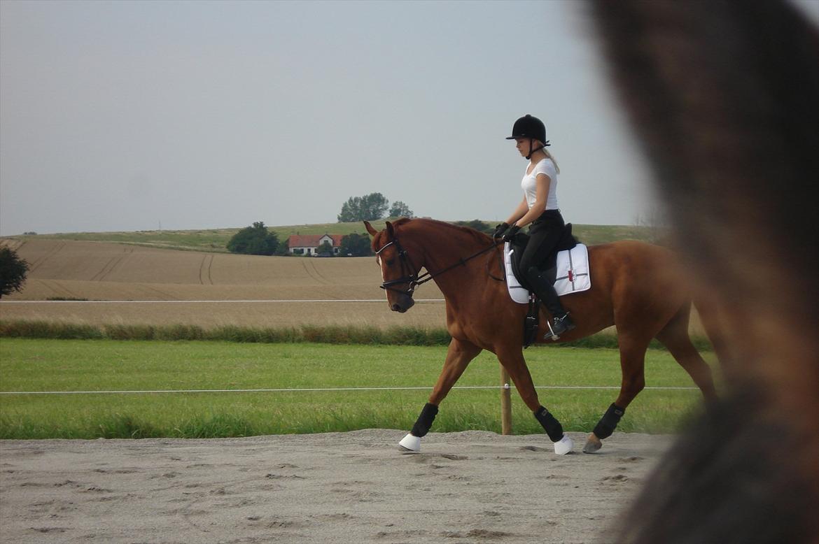 Hannoveraner | Werber Welt - Dressurtræning d. 4/8-11... billede 7