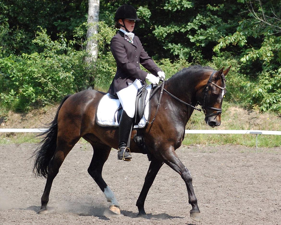 New Forest Elmholts Education A-pony (solgt) - Viborg juni 2011 billede 8