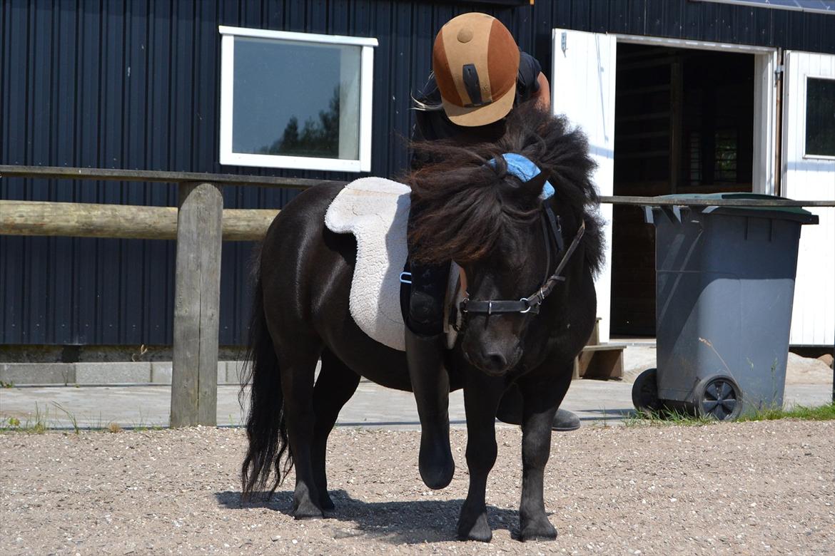 Shetlænder Oskar - Ollie Bollie - Darth Vader billede 6