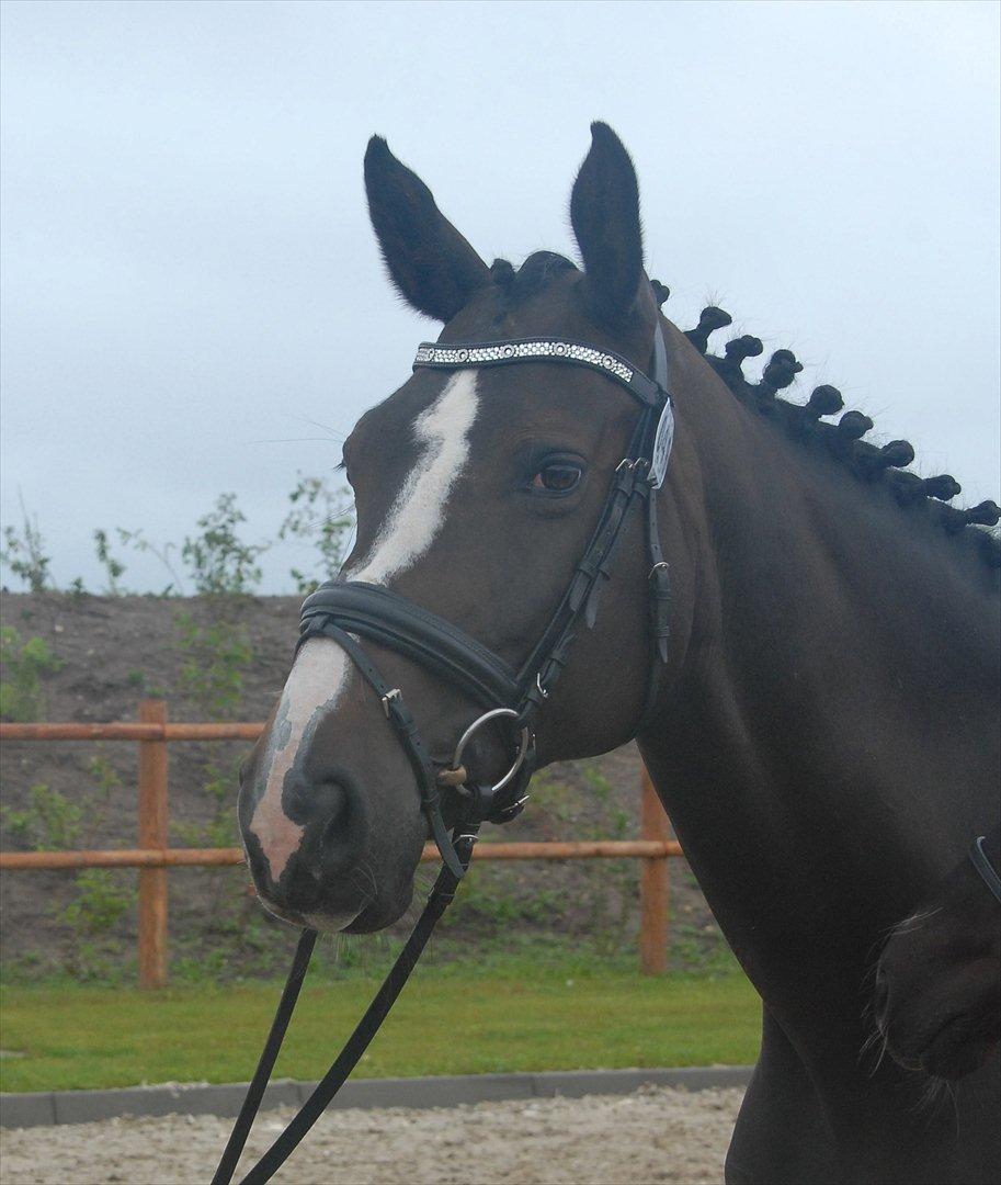 Dansk Varmblod Ny Snogdals Ataya  billede 17