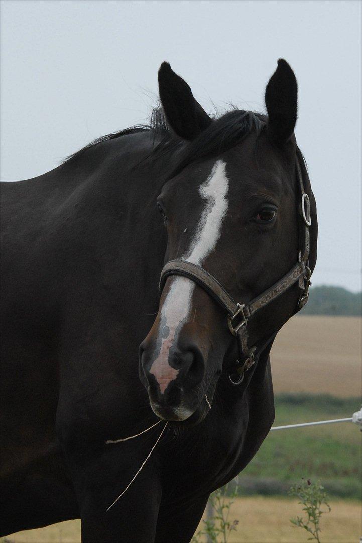 Dansk Varmblod Ny Snogdals Ataya  - Smukke Ataya 14år Gammel.
August 2011 billede 18