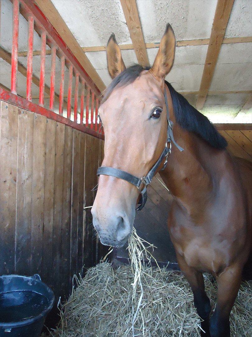 Oldenborg Cappútino RIP - d. 4-8-2011. Cappu i hans nye udendørsboks :) billede 13