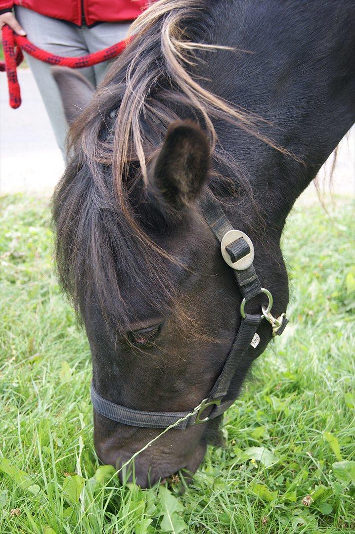 Islænder Blængur fra Lyskjær billede 7