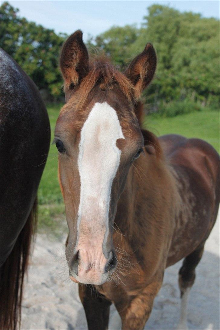 Welsh Cob (sec D) Hvedholms William - Velkommen til Williams profil. billede 1