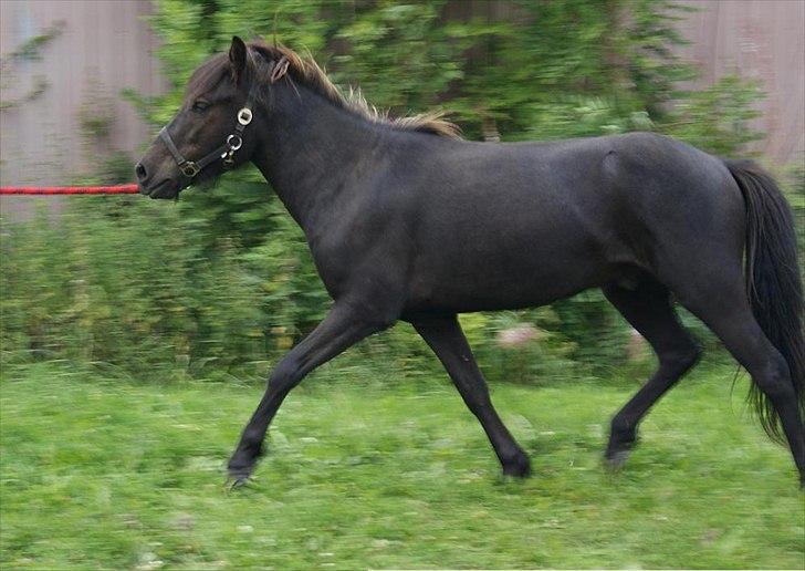 Islænder Blængur fra Lyskjær billede 6