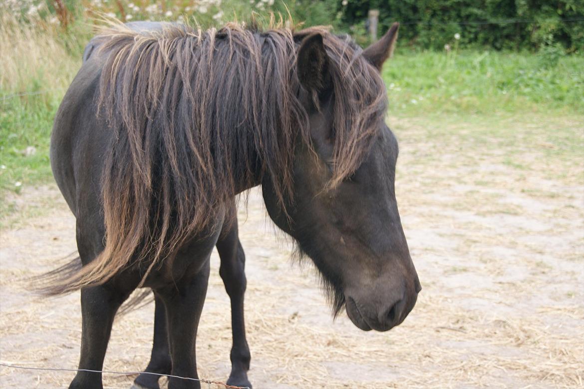 Islænder Blængur fra Lyskjær billede 8