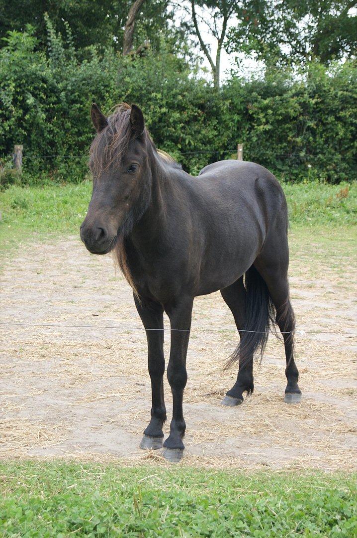 Islænder Blængur fra Lyskjær billede 9
