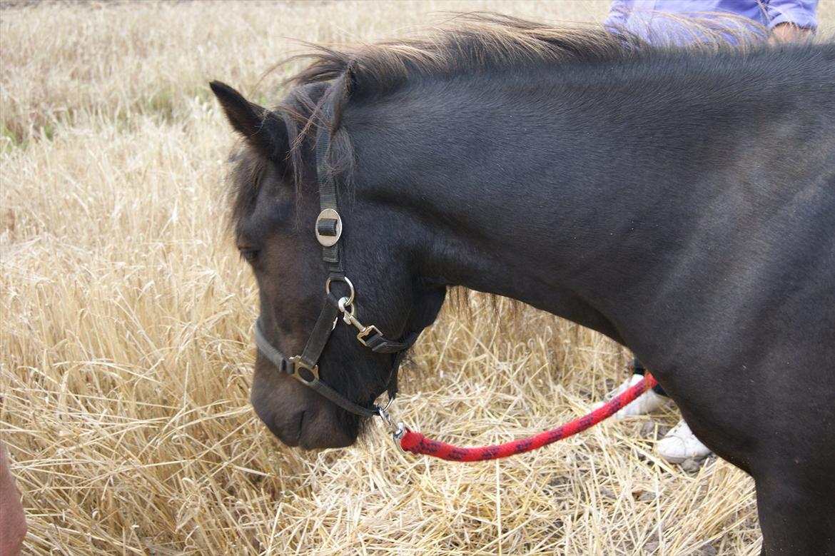 Islænder Blængur fra Lyskjær billede 4