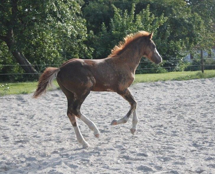 Welsh Cob (sec D) Hvedholms William - Starten august billede 9