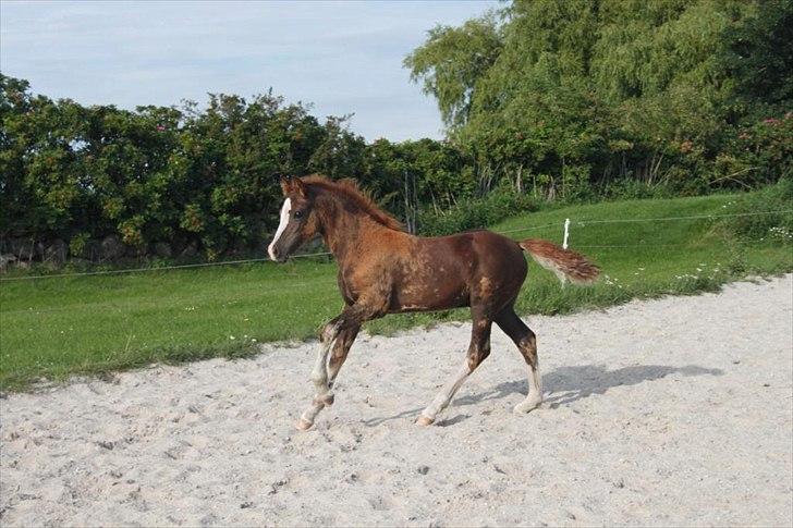 Welsh Cob (sec D) Hvedholms William - Starten august billede 10