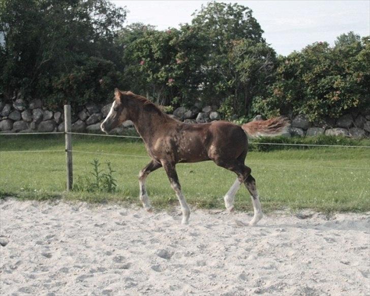 Welsh Cob (sec D) Hvedholms William - Starten august billede 11