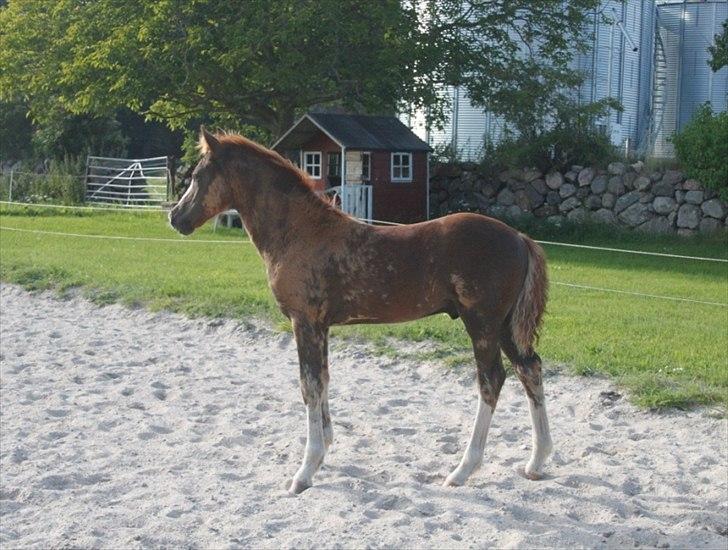 Welsh Cob (sec D) Hvedholms William - Starten august billede 12
