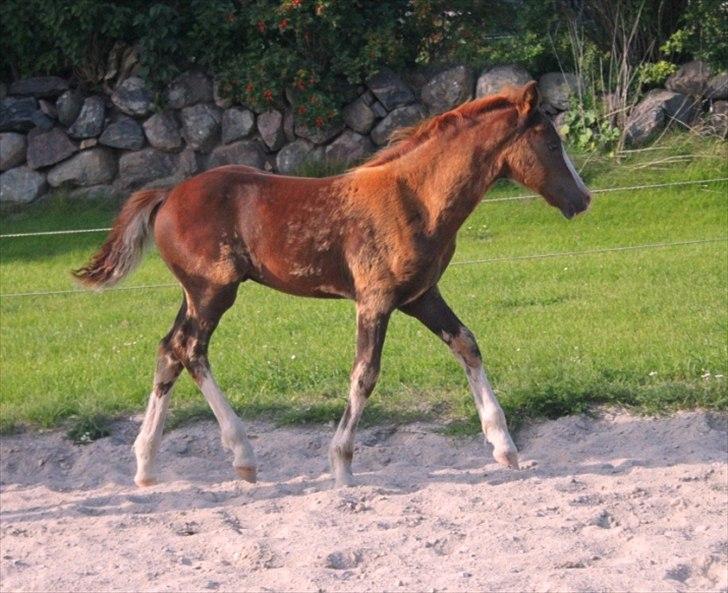 Welsh Cob (sec D) Hvedholms William billede 13