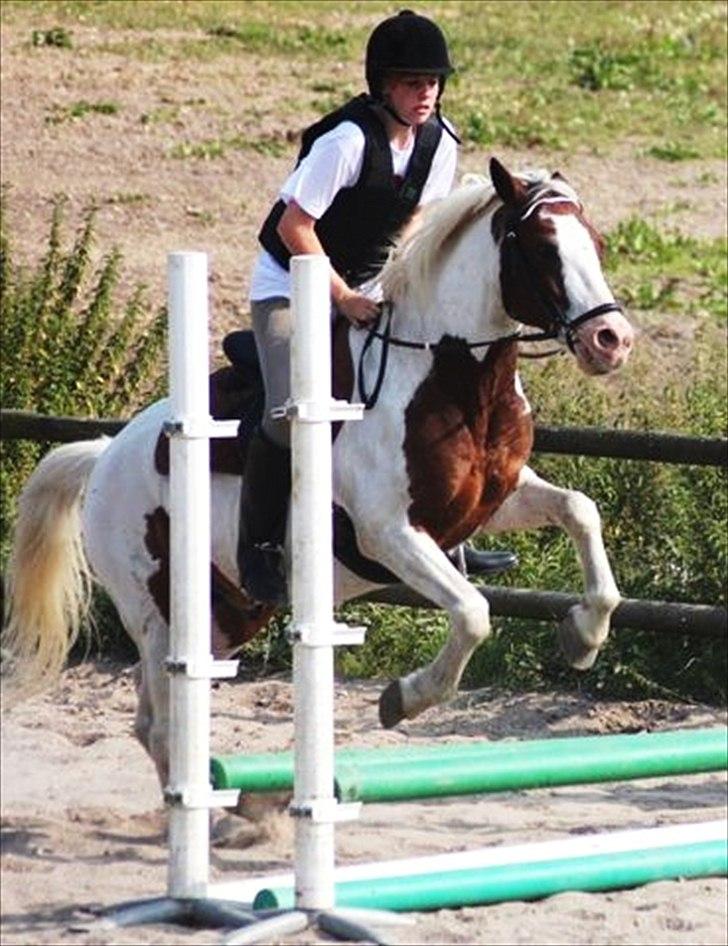 Pinto Blanding Gismoe - #4 Springundervisning på ridelejren :) Springer okser foto:Line Holst Petersen billede 4