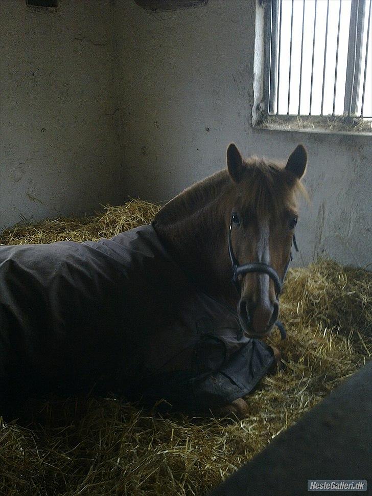 New Forest Wendy<3 (savnes  :'-( ) - 
Du sku' bruge en der ku gi' dig alt det jeg aldrig ku', 
Jeg hepper på jer, det gør jeg sgu, men hvis nu. 
Du nogensinde fortryder, hvis det ik' går med hende,  Behøver du ik' at spørge men bare vide at jeg venter på stationen ved midnat.  ♥
 billede 7