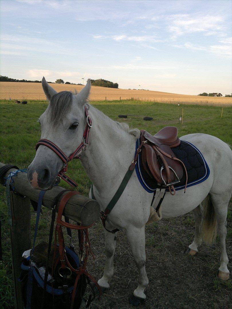 Welsh Pony (sec B) Korreborgs Rollo * SOLGT* billede 14