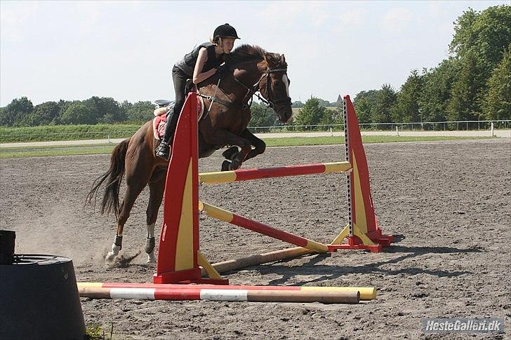 New Forest Orchid's Champer<3 solgt :'-( - springer på VB 100 cm!:D<3 billede 3