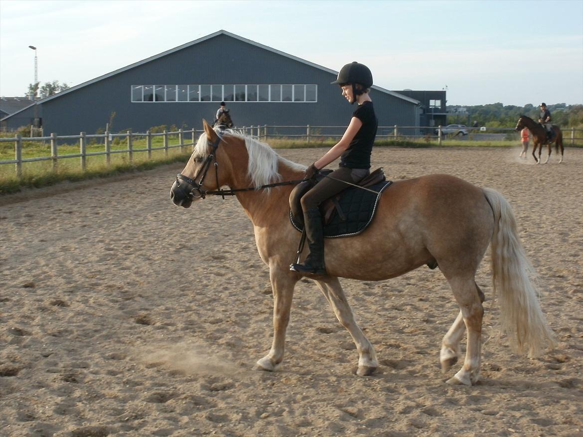 Haflinger Bailey (ejes af HDR) - Mig og Bailey til udendørs ridetime (opvarmning) billede 14