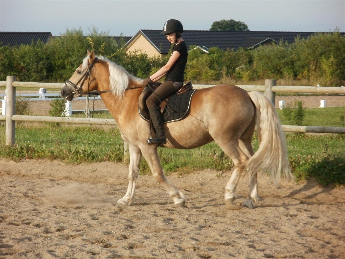 Haflinger Bailey (ejes af HDR) - Mig og Bailey til udendørs ridetime (opvarmning) billede 15