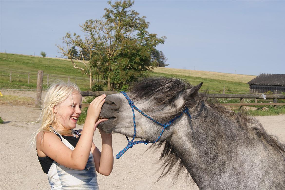 Dartmoor Mannerups Blue Willow - Sommer 2O1O billede 2