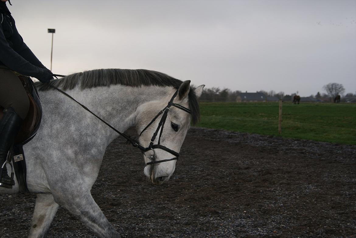 Holstener Cado - Cado under tilridning 2009 billede 4