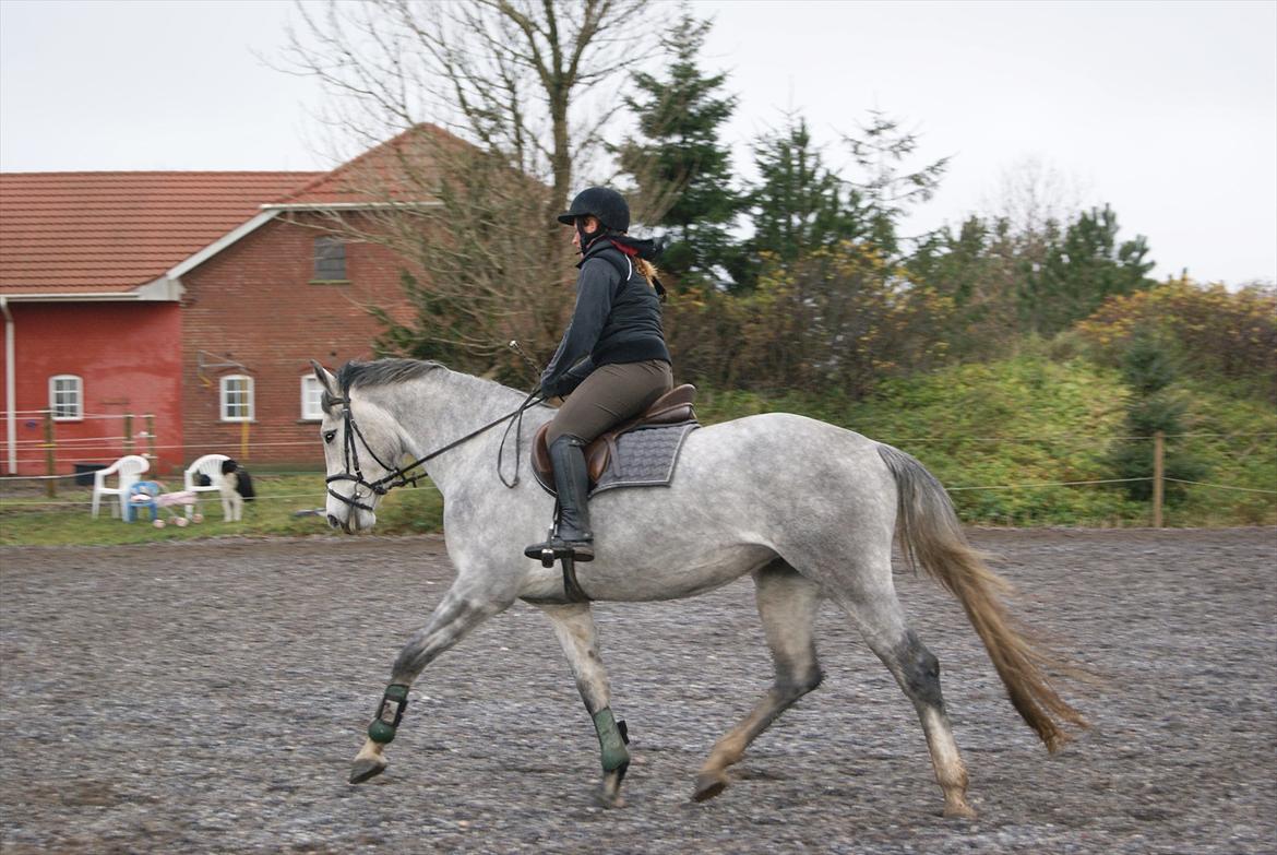 Holstener Cado - Cado under tilridning i 2009 billede 5