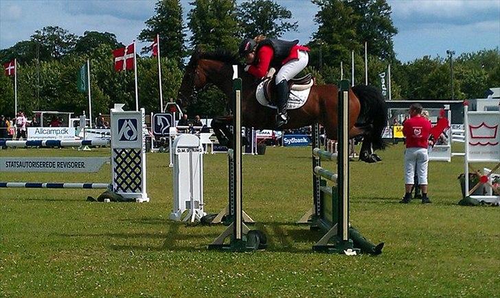 Anden særlig race Tippy B-pony - MA / DM for hold 2011 billede 2