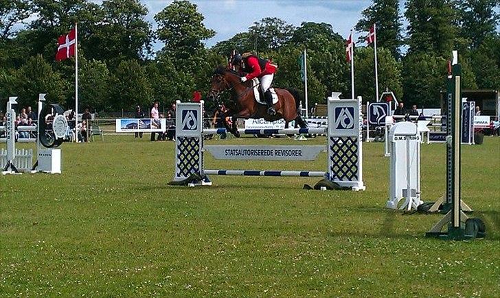 Anden særlig race Tippy B-pony - MA / DM for hold 2011 billede 17