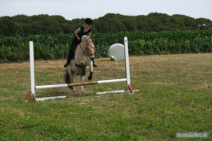 Fjordhest Tjalfe Fjordvang<3 - Foto: Pernille Frederiksen
 billede 8