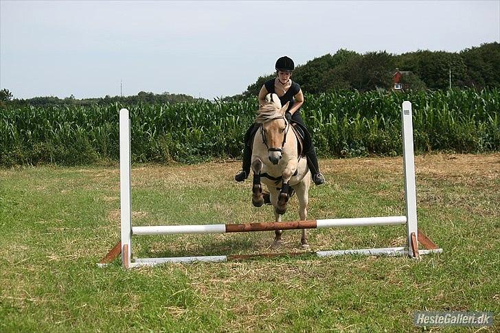 Fjordhest Tjalfe Fjordvang<3 - Foto: Pernille Frederiksen billede 2